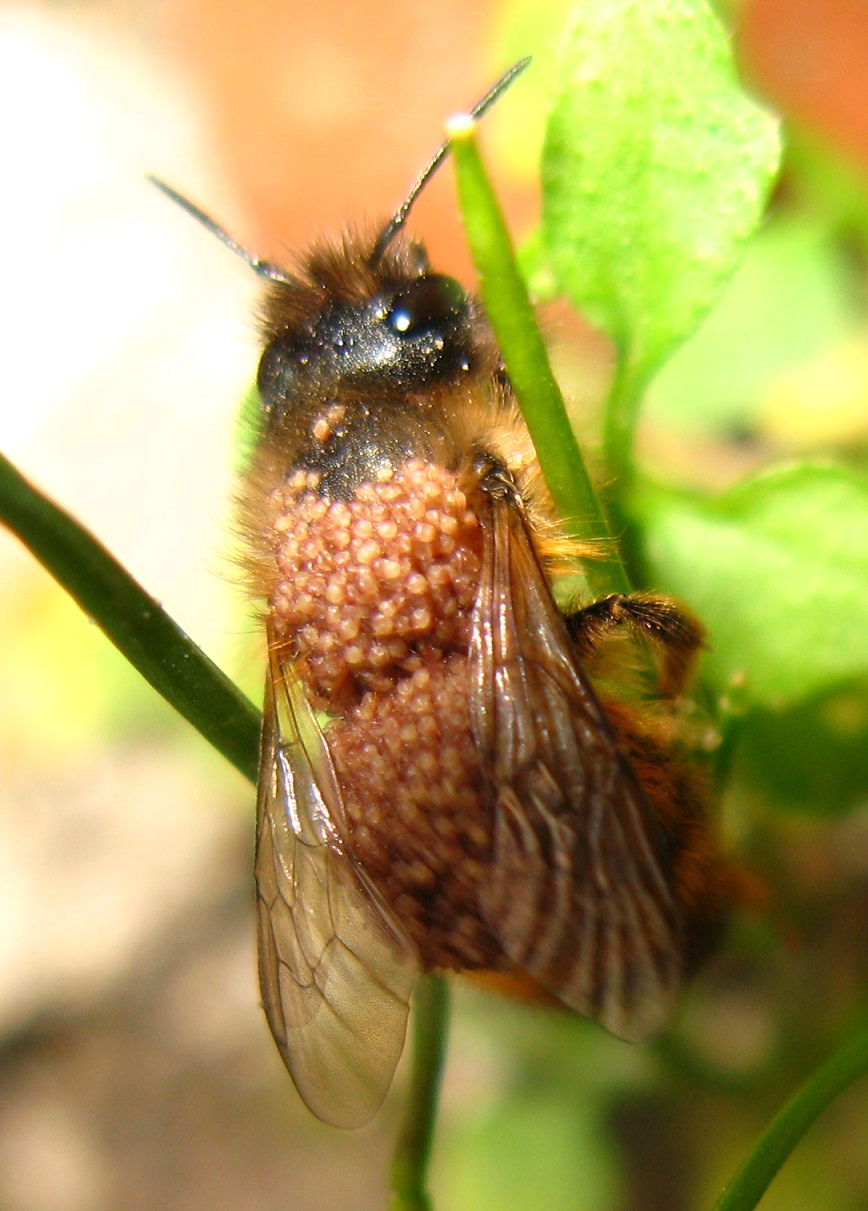 Osmia coperta di Acari